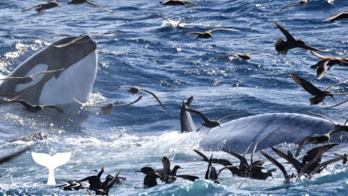 Watch as 50ft blue whale is eaten ALIVE by pack of bloodthirsty orcas off Australian coast