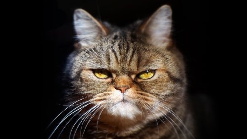 Is your cat a psycho? Take our test to see if your beloved moggy is a certified maniac
