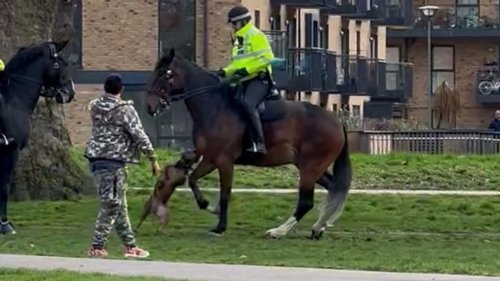 Shocking moment out of control dog attacks police horse as owner stands ...