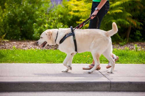 Dog owners face unlimited fine or JAIL for walking pet with wrong equipment