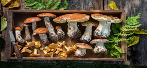 6 of the Best Mushrooms to Help you Stay Healthy - by Admin