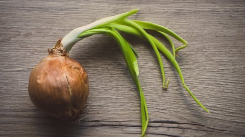 Are Sprouted Onions Safe To Eat And Cook With?