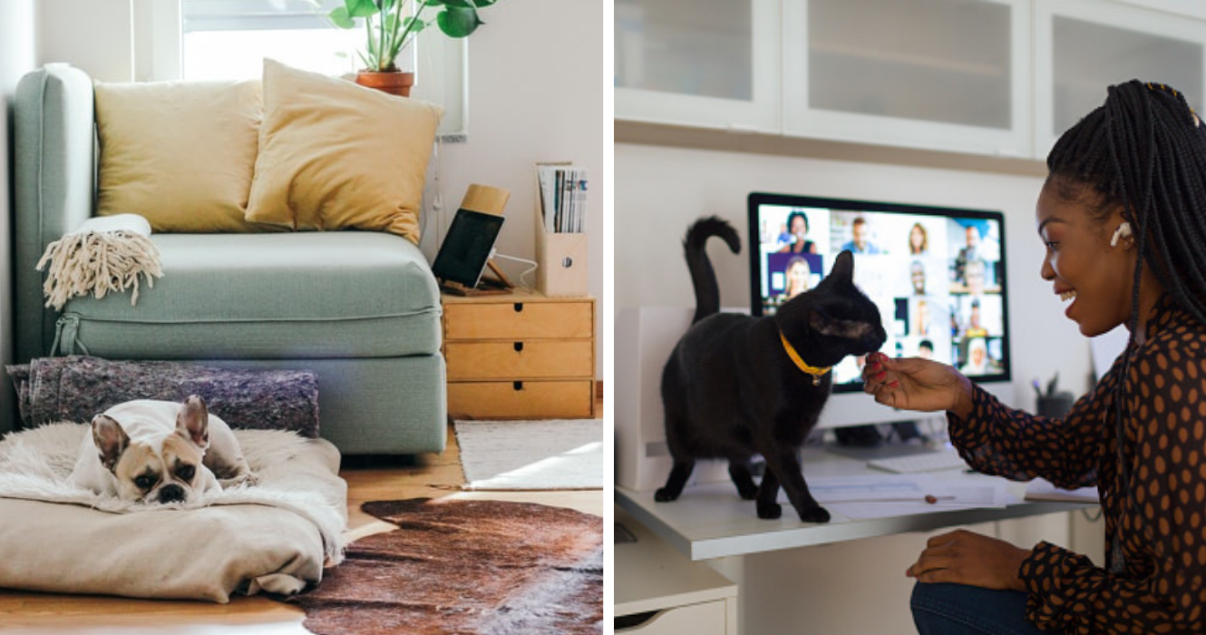 Pet Proof Each Room In Your Living Space