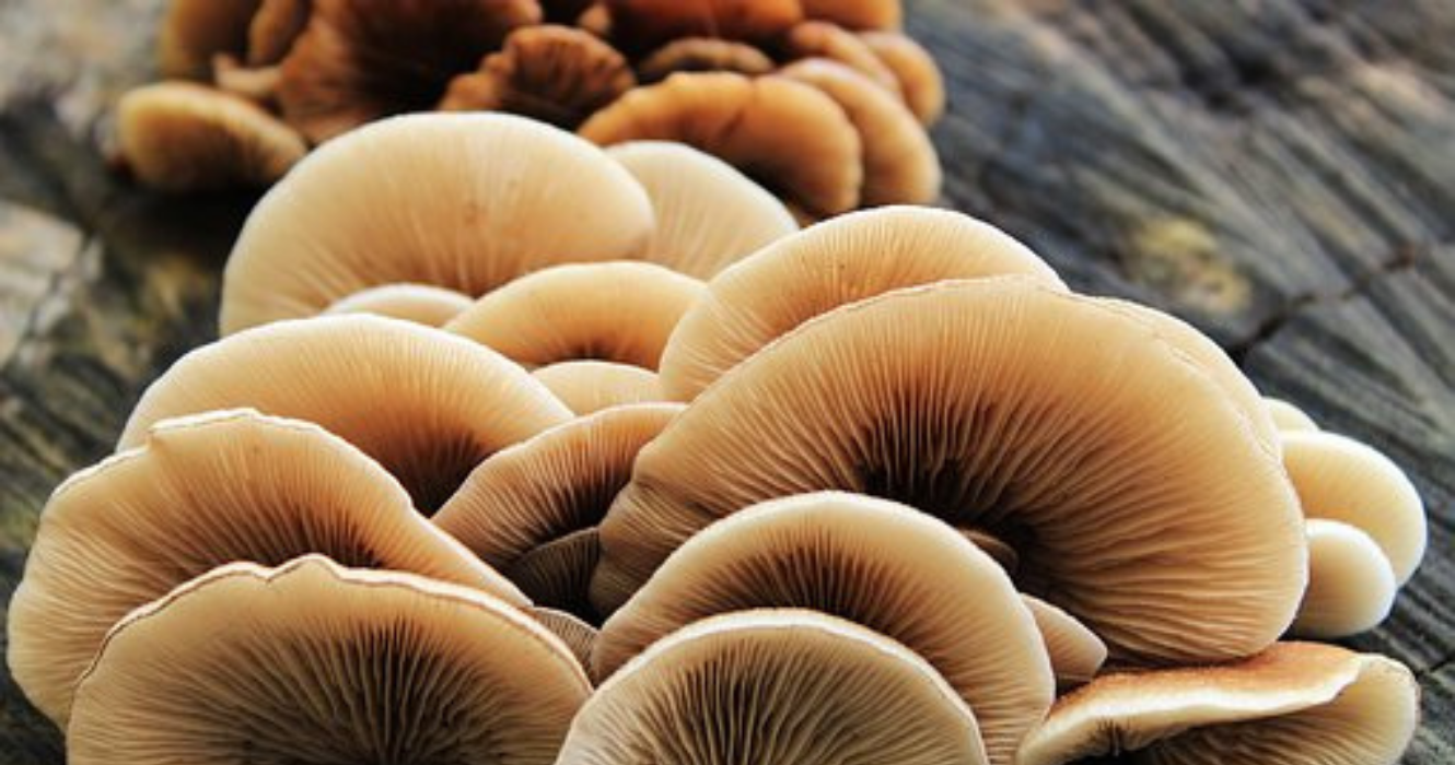 Moving Away From Fast Fashion Culture With Mushrooms