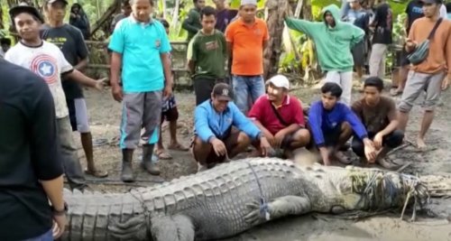 Indonesian villager catches massive crocodile using only a rope | Flipboard