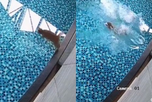 TikTok sensation: Daring orange tabby cat stuns with pool diving skills