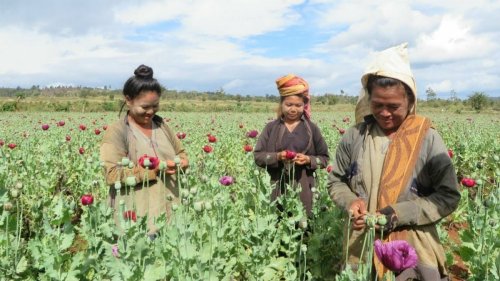 Myanmar’s junta growing more opium than ever