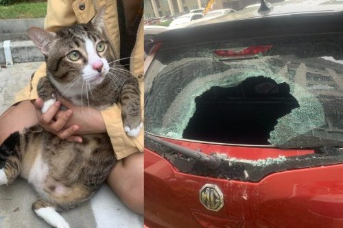 Fat cat survives after falling from 6th floor, breaking car window