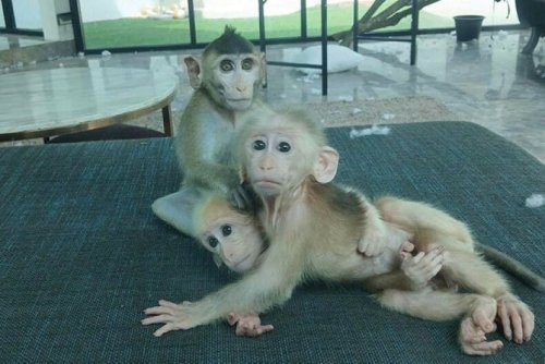 Frenchman faces legal action for unlawful macaque possession in Bangkok