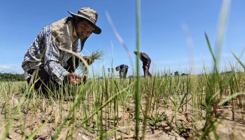 Thailand plans to negotiate with Saudi Arabia over fertiliser