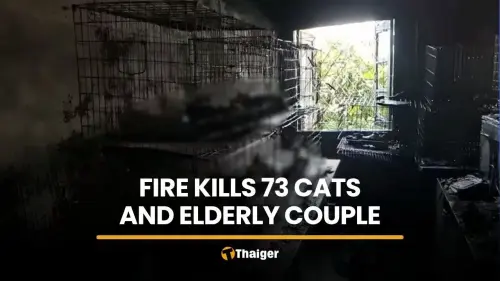 House fire kills 73 cats and elderly couple in Bangkok