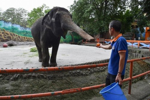 Sanctuary saga ends in sorrow: Beloved elephant Mali passing leaves fans trumpeting for change