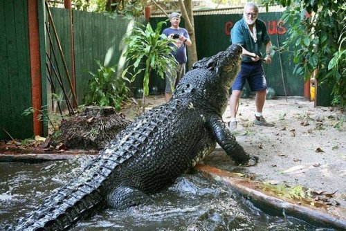 World’s largest crocodile celebrates 120th birthday in Australia