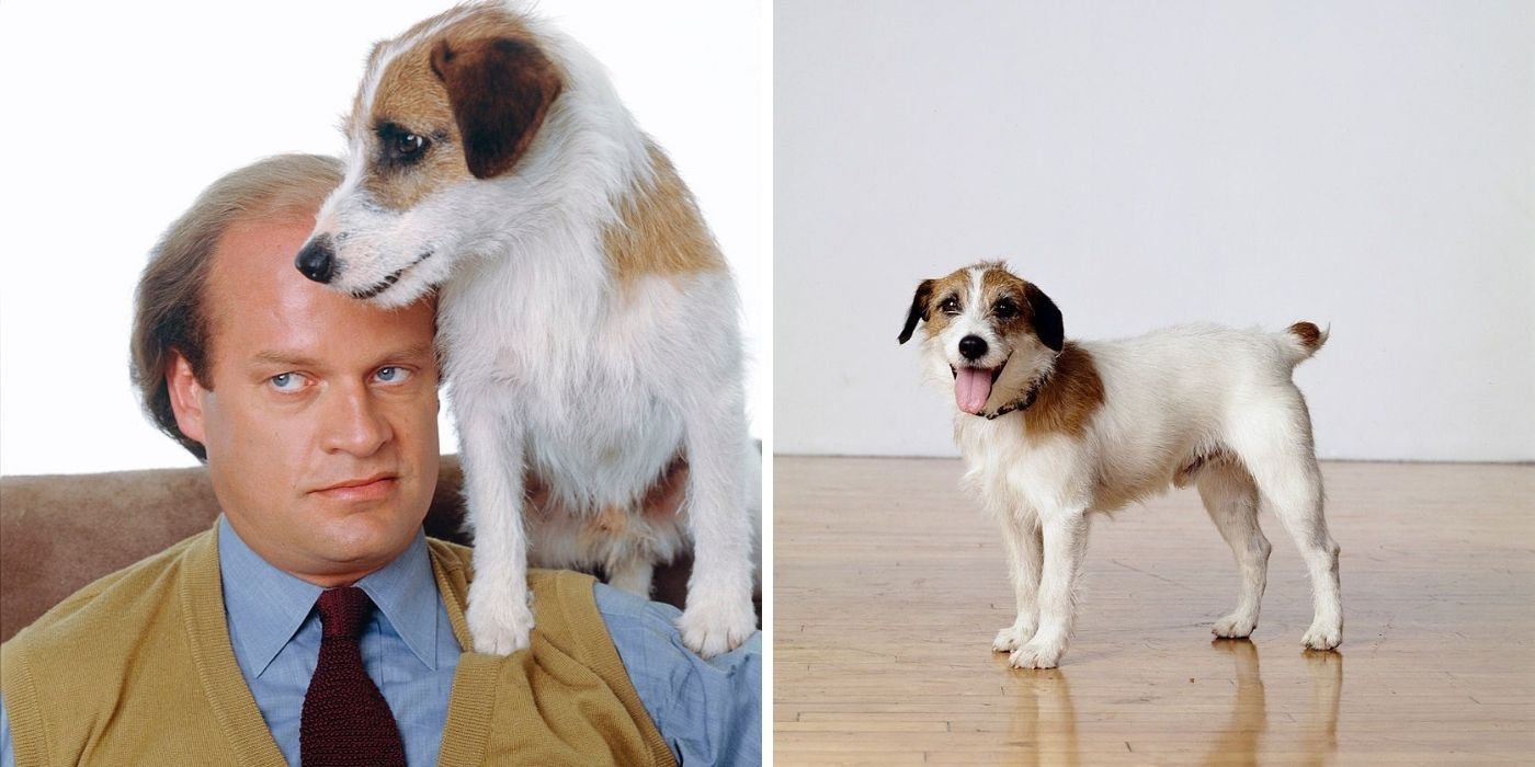 Here's How Much 'Eddie' The Jack Russell Terrier On 'Frasier' Was Paid