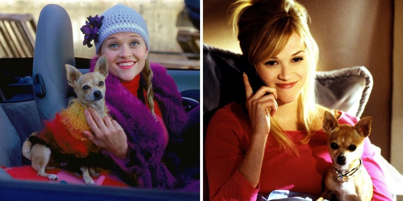 Where Is Bruiser Woods From 'Legally Blonde' Now?