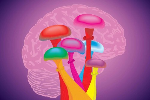 Your Brain On Psilocybin Mushrooms | Flipboard