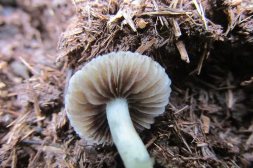 Psilocybe natalensis: Growing, Potency, and Benefits - Third Wave