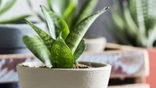 13 Low-Maintenance Houseplants That Will Thrive Under Any Condition