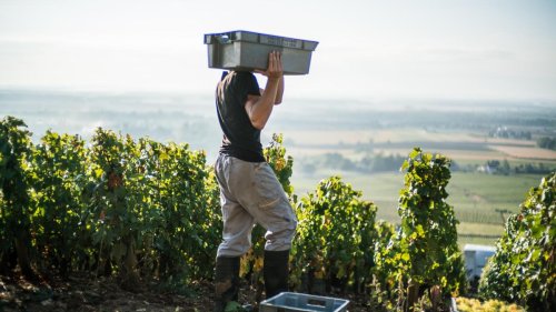 Burgundy’s grapes of wrath over use of machines