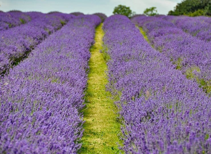 Lavender Fields in the UK
