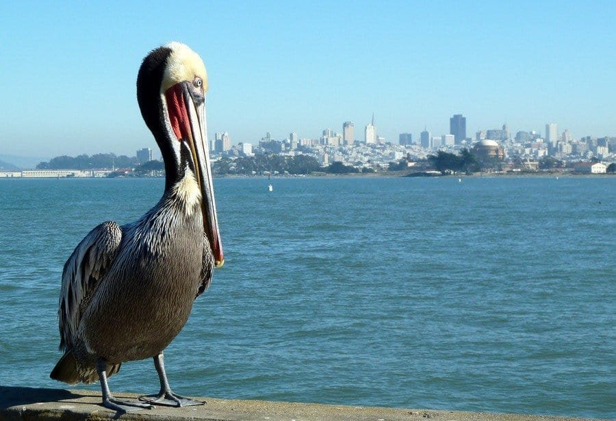 What to See and do in San Francisco