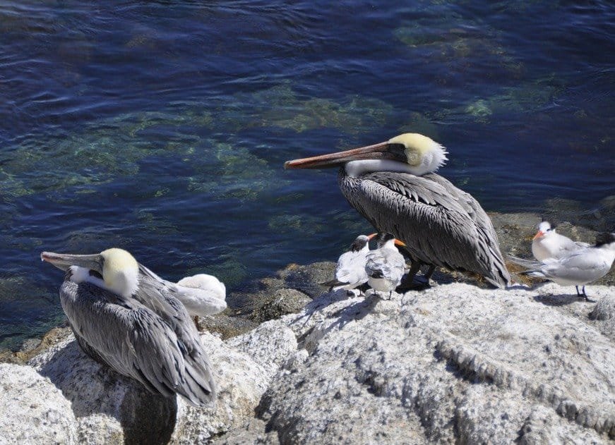Wildlife Spotting in Monterey Bay