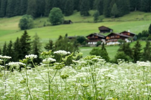 10 reasons to visit Alpbach in Summer