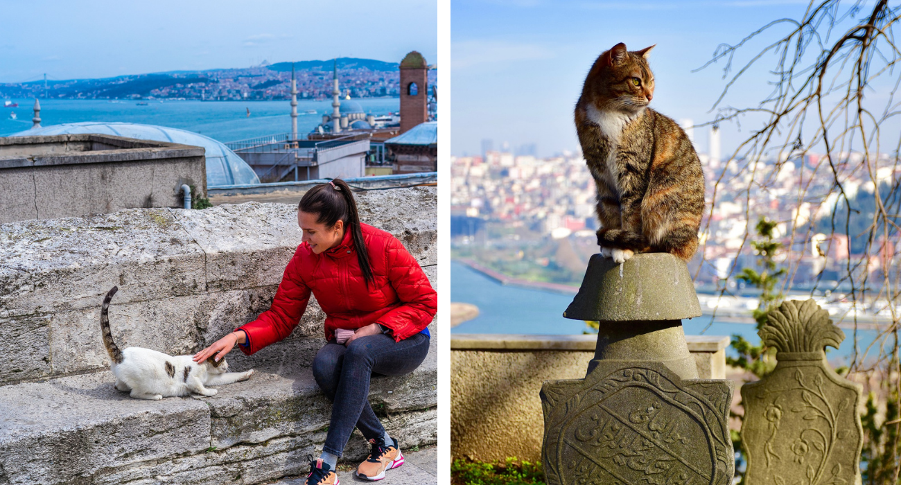 The City That Loves Cats: Why Is Istanbul A Feline Paradise?