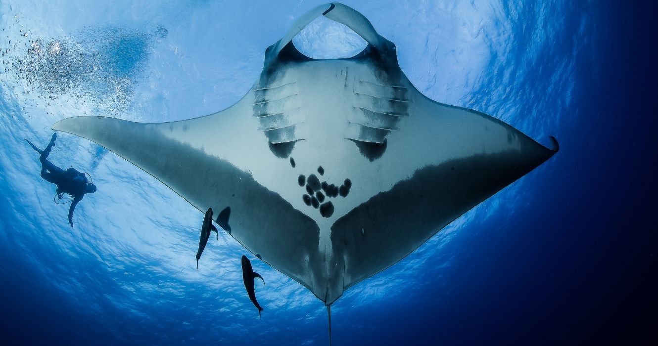 These Are The Best Places In The World To Dive With Manta Rays
