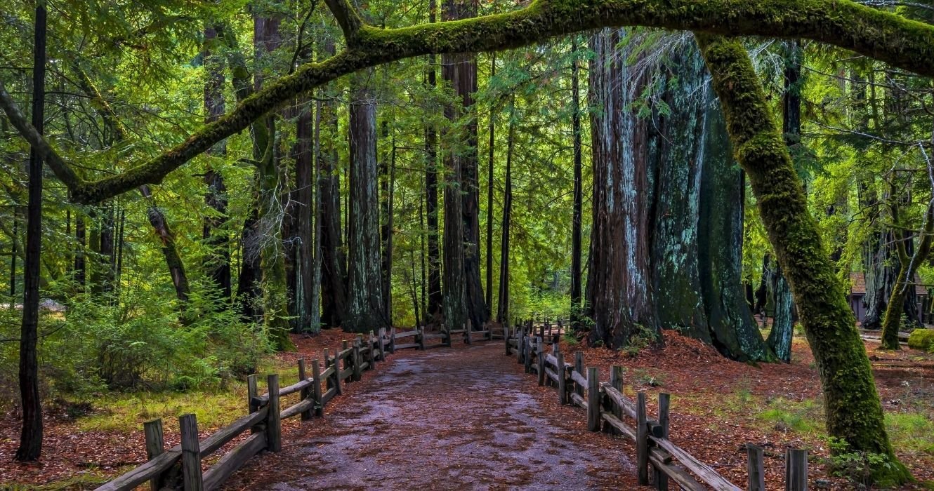 A Visit To Big Basin Redwoods State Park, The Oldest In California