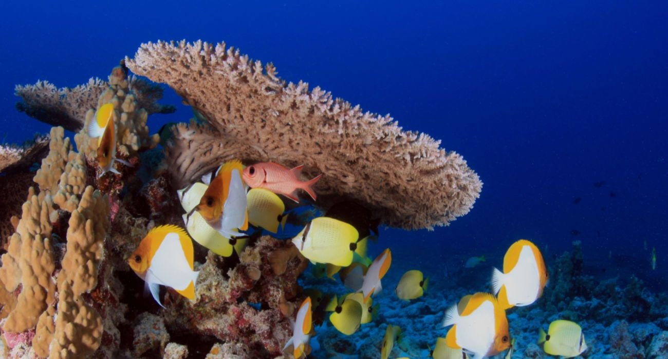 Hawaii Is Home To The Largest U.S. Marine Park (& Here's How To See It)