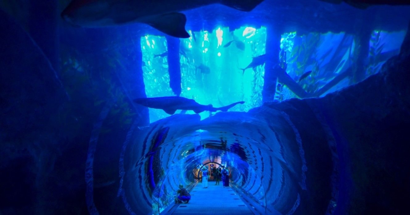 Dubai Aquarium: Explore This Incredible Underwater World