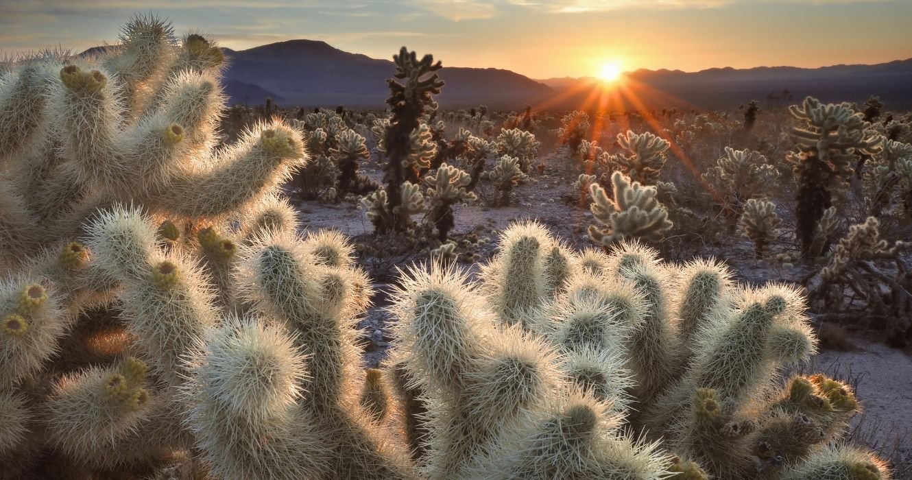 These Are The Best Hikes Through Joshua Tree National Park