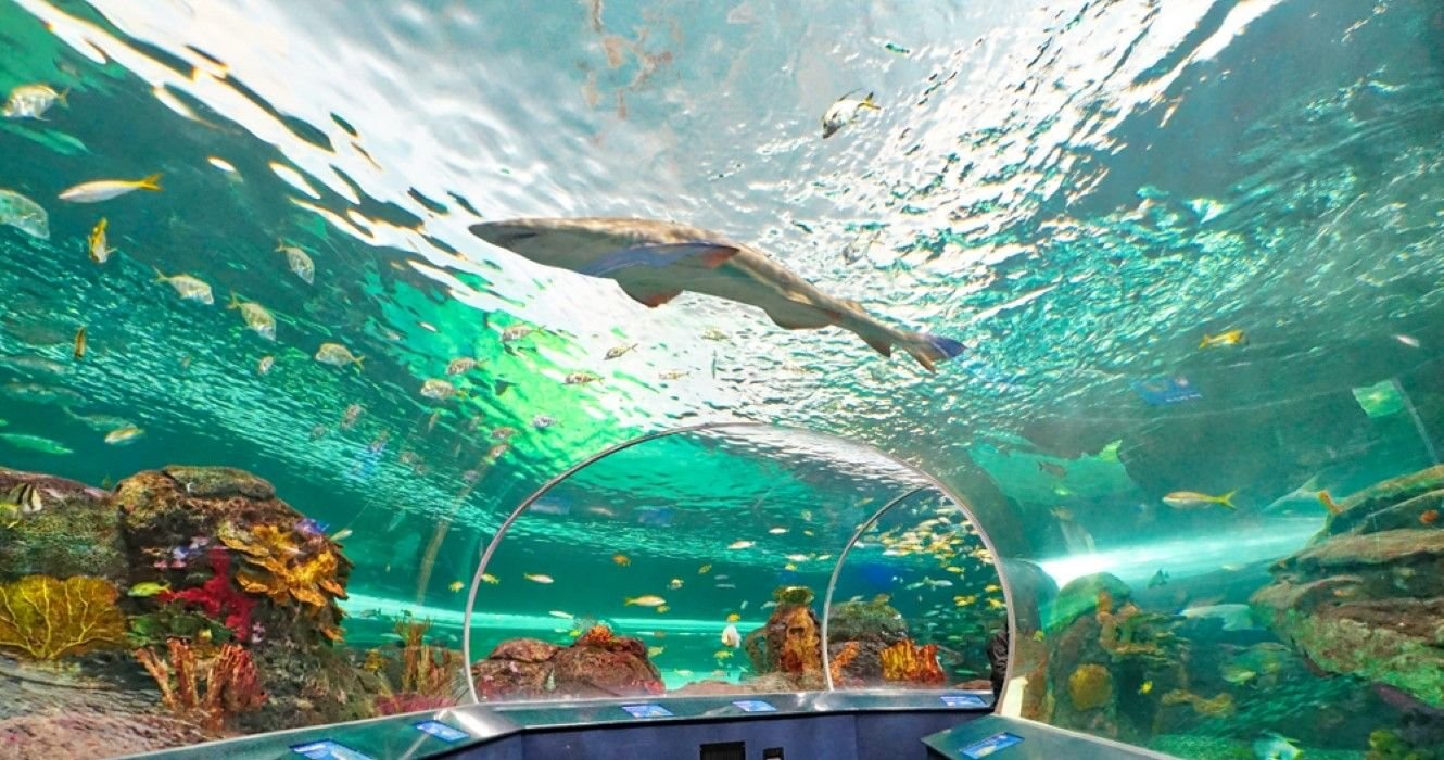 Here’s Everything You Should Know About The Ripley’s Aquarium Of Canada