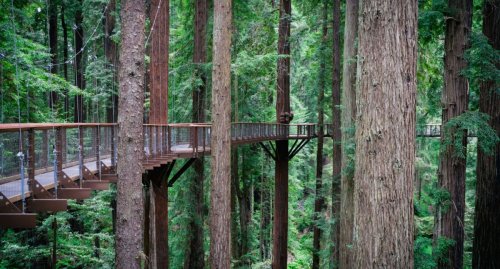 Walk High Among The Redwoods With The Newly Opened Redwoods Sky Walk