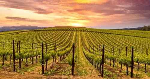 10 Most Popular Wine Countries In California, Ranked By Visitor Experience