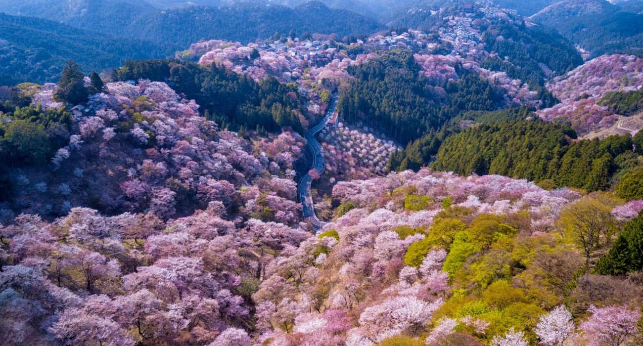 Visit Japan's Yoshino-Kumano: The Best National Park For Cherry Blossoms