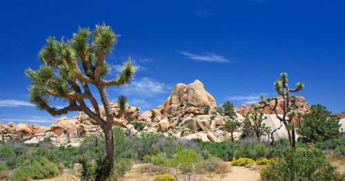 Don't Touch The Trees At Joshua Tree, & Other Don'ts At This National Park