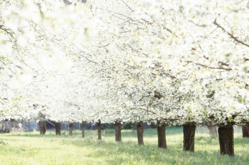 10 Expert Tips For Enjoying The Sakura Season In Japan