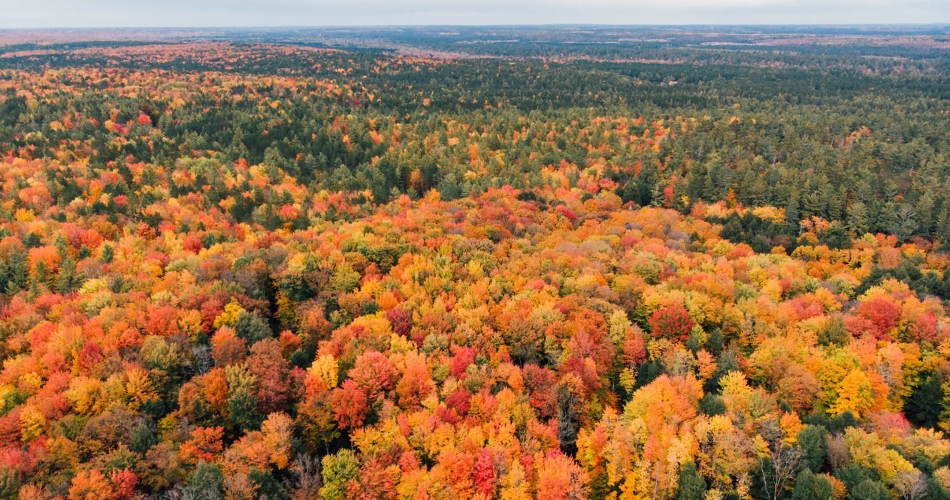 A Full List Of Michigan's Best Fall Foliage Tours