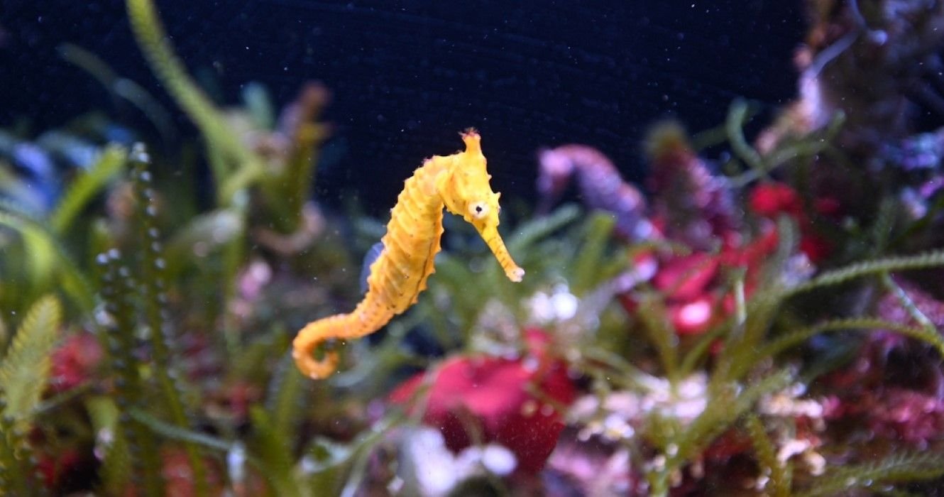 Get Up Close Personal With Wildlife In Hawaii On A Tour Of Seahorse Farms