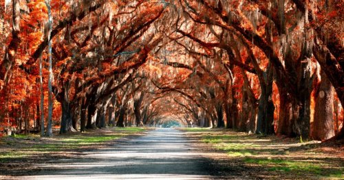 Fall Is The Best Time To Visit Savannah: 10 Things To Cross Off Your Southern Autumn Bucket List
