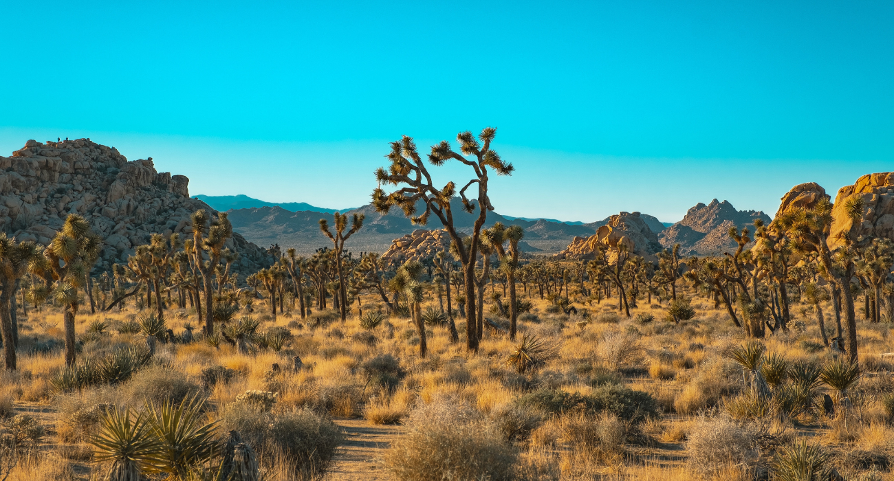 Spiritual To Scenic: Why Joshua Tree National Park Is So Famous