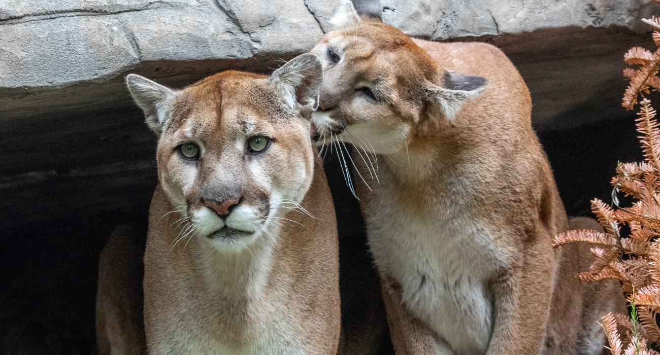 Bored In Montana? Consider Going On A Mountain Lion Photography Tour