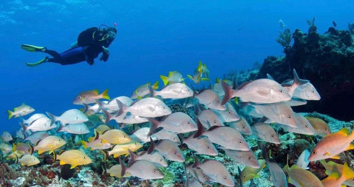 What You Need To Know Before You Go Scuba Diving In Mexico