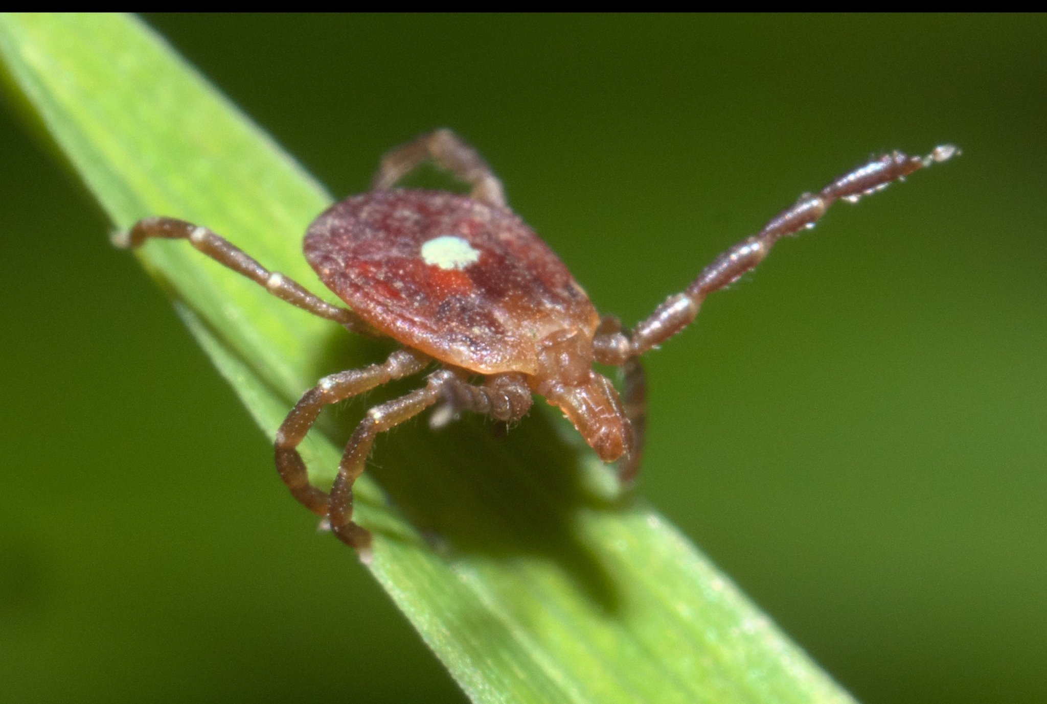 First Case of Rare and Potentially Deadly Tick-Borne Virus Confirmed in New York