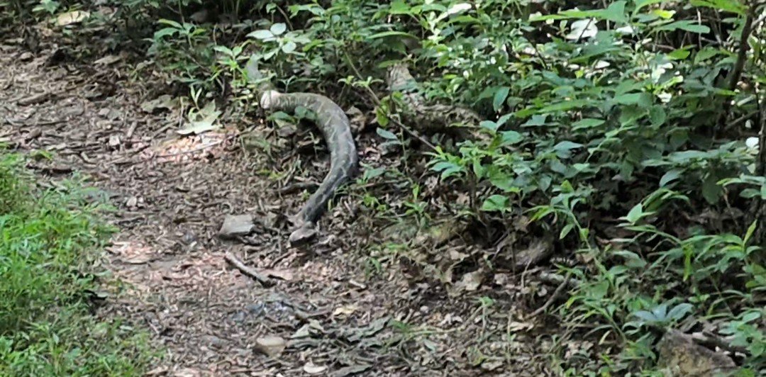 I Almost Step on a Rattlesnake (Day 92)