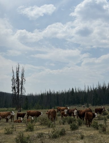 Colorado Trail: Day 20