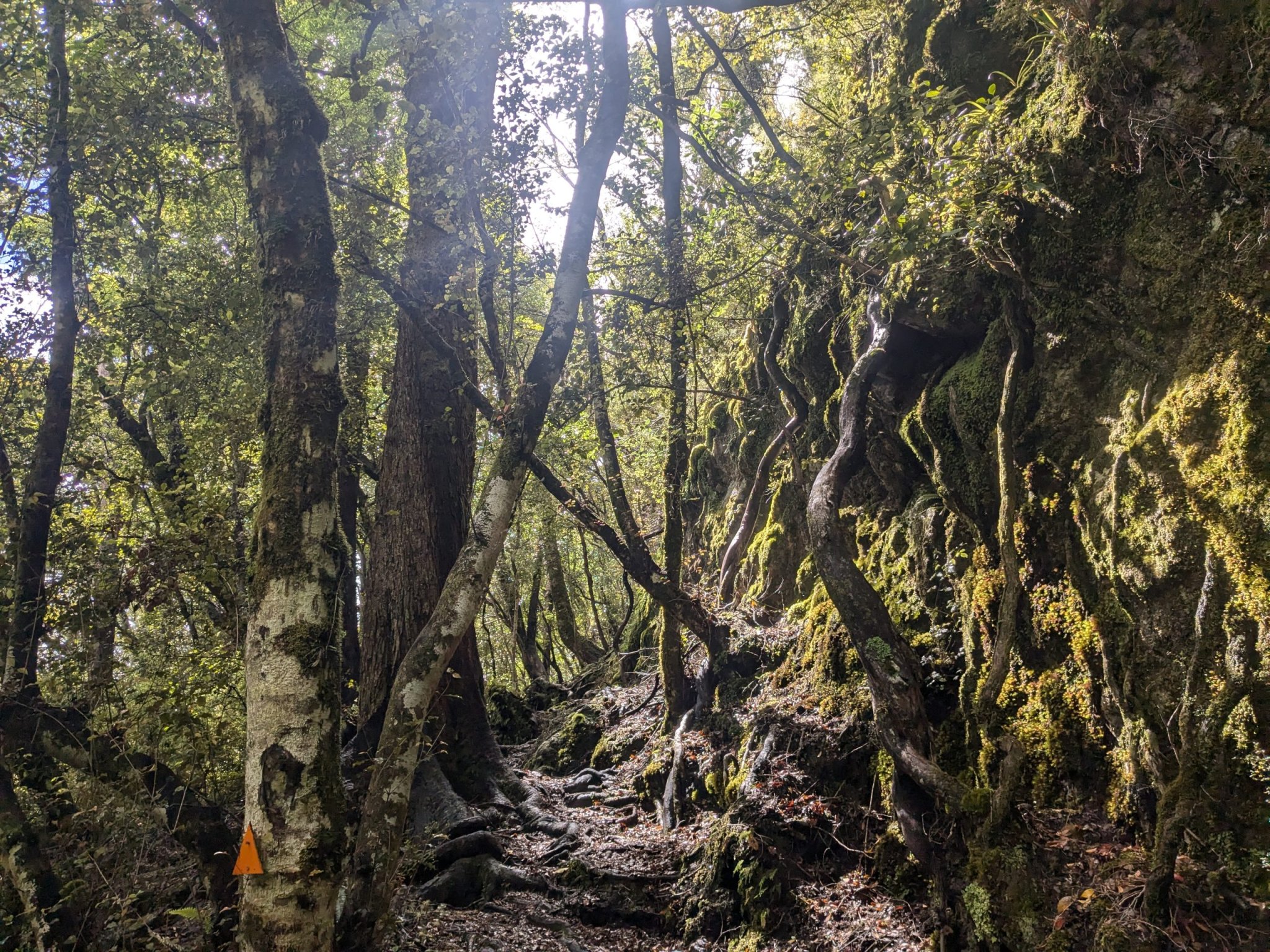 Te Araroa Trail Blog 2: Hacket Car Park to St Arnaud