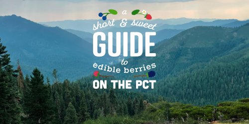 A Short & Sweet Introduction to Picking Edible Berries Along the PCT